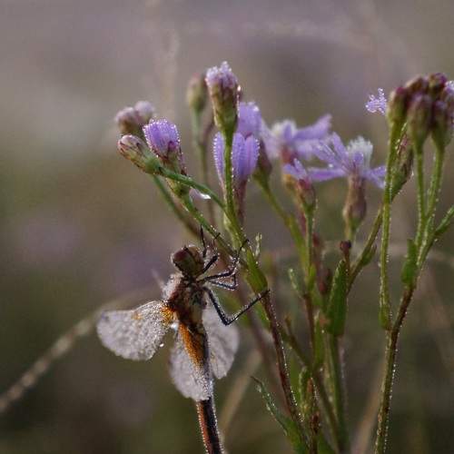 Photo #6524205