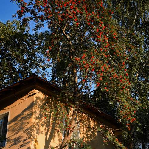 Photo #6524574