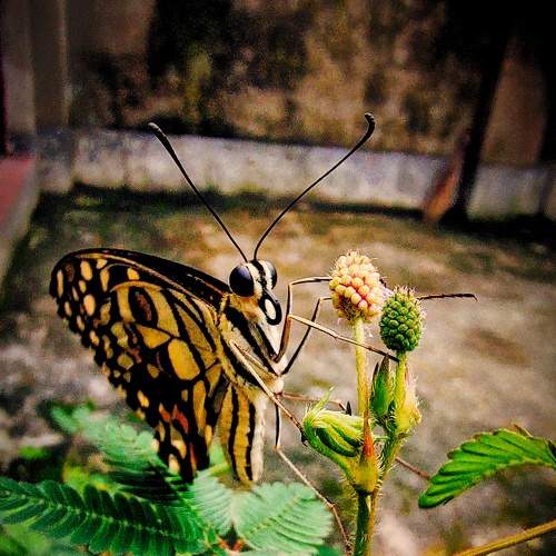 Butterfly