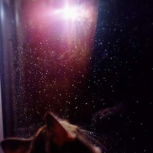 Photo #6529865