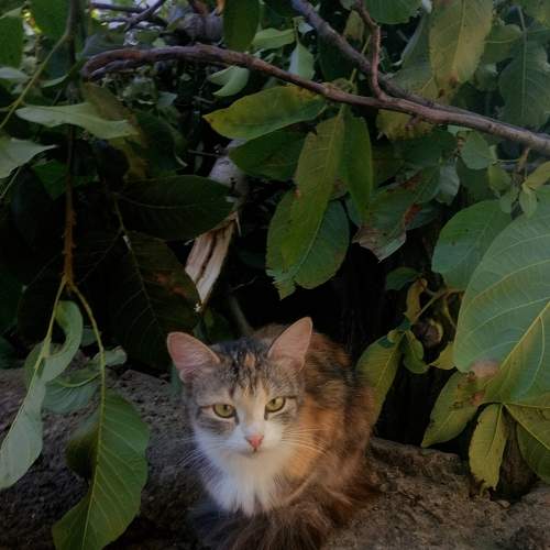 Photo #6529962