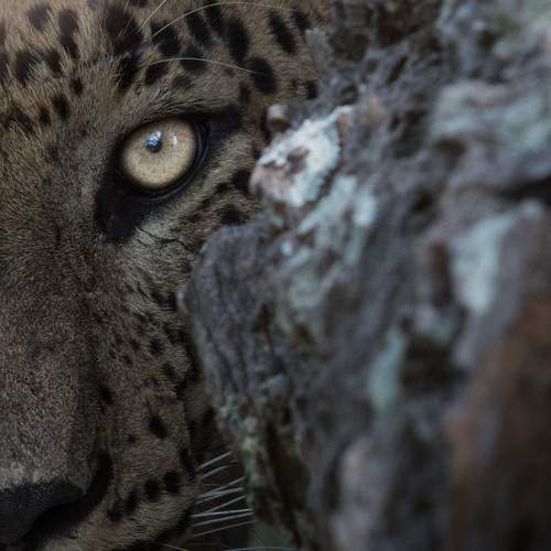 Eye to eye with a Sri Lankan Leopard