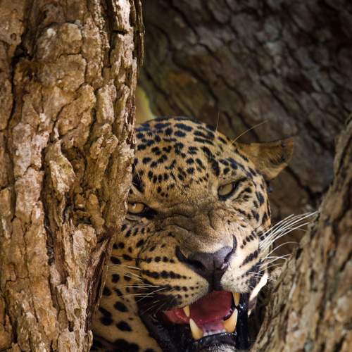 Back Off!