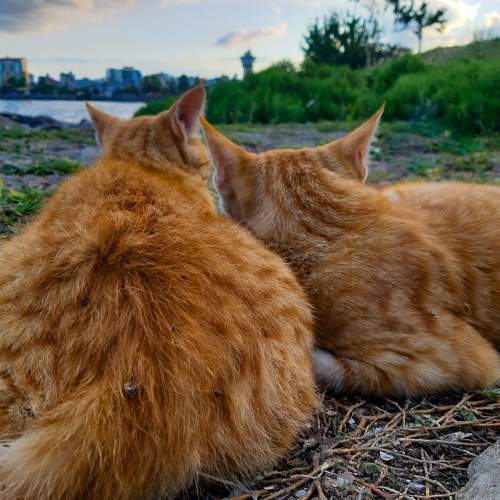 Photo #6531883