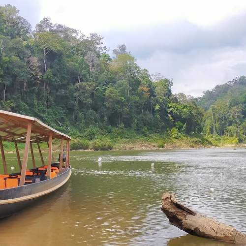Tropical life of Taman Negara