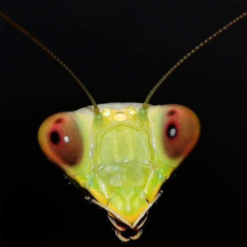Photo #6533338