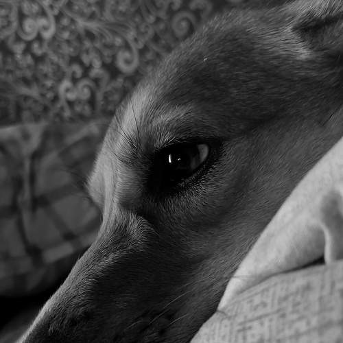Gerda