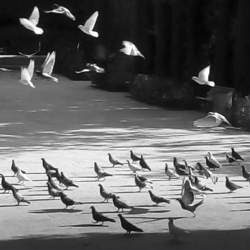 Pigeons