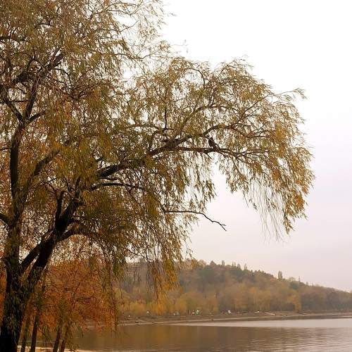 Photo #6539335