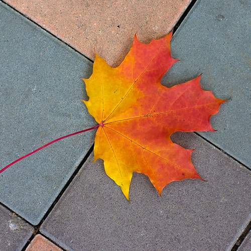 Photo #6540134