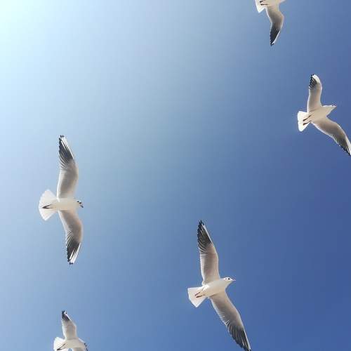 Photo #6540323