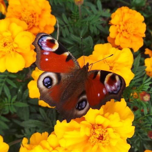Photo #6540355