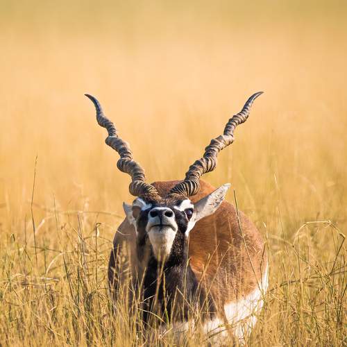 Curious Blackbuck