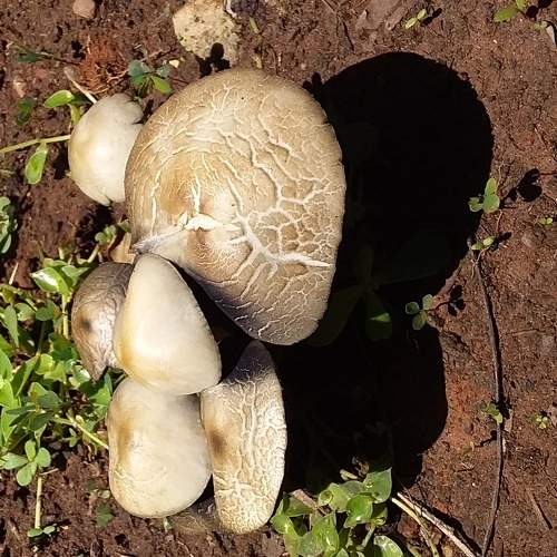 Cogumelos