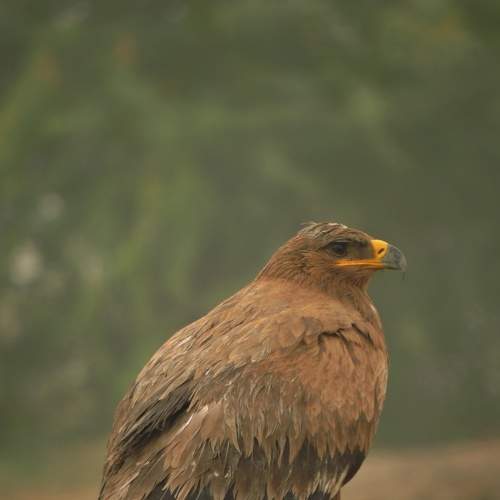 Greater spotted egle