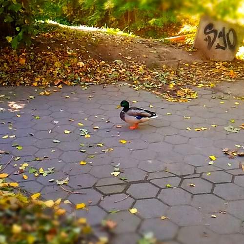 Photo #6544513