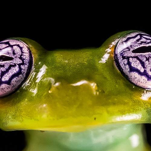 Lucky the Frog