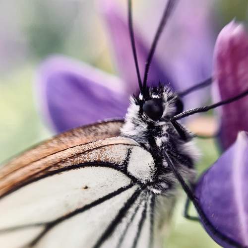 Photo #6549213