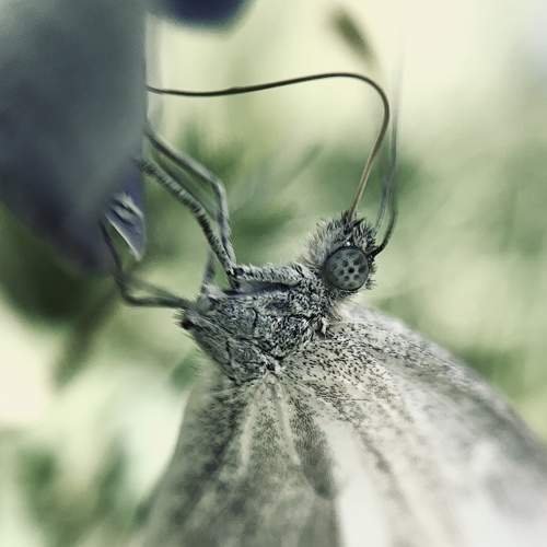 Photo #6549214