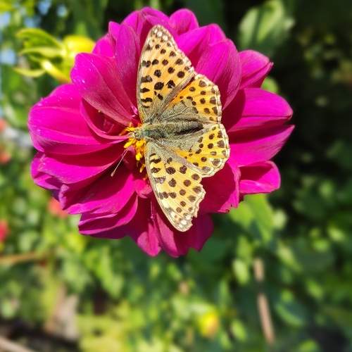 Photo #6549731