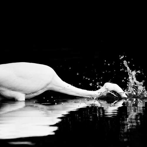 Hunger