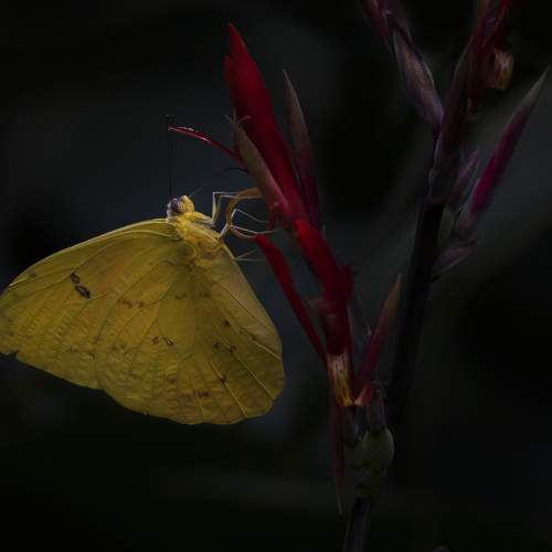 Photo #6557385
