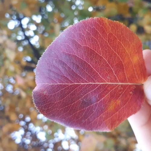 Photo #6558203
