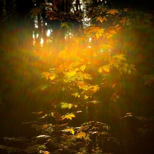Photo #6558321