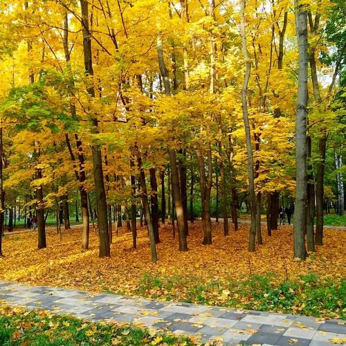 Golden autumn