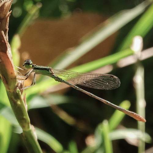Photo #6559008