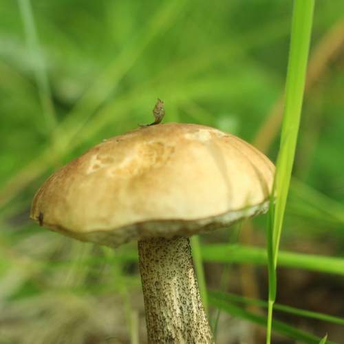 Photo #6560975
