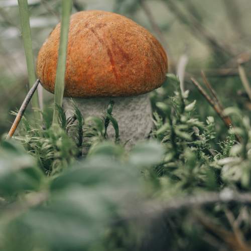 Photo #6561466