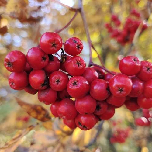 Photo #6562733