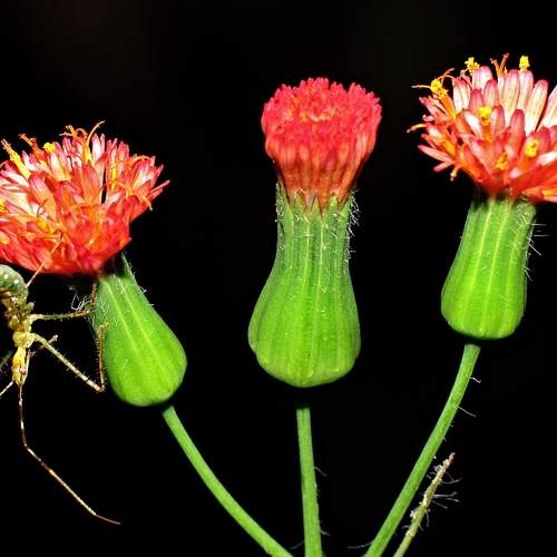 Inseto e Flor