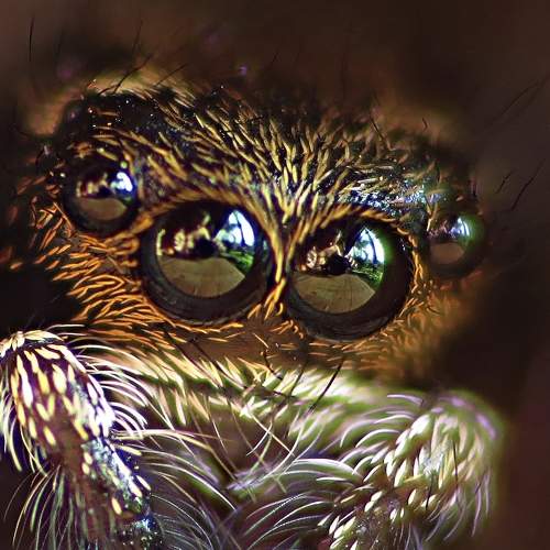 Olhos da aranha