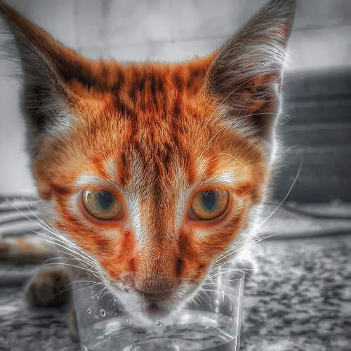 Photo #6565445