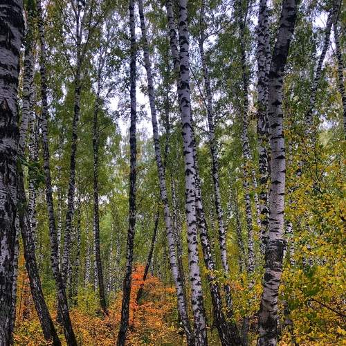 Photo #6566049