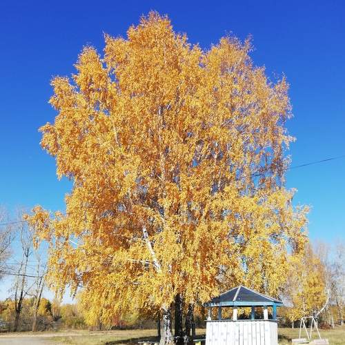 Золото осени