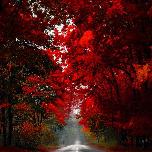 Path