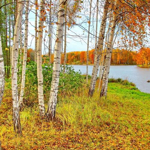 Золотая осень