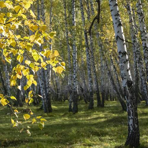 Photo #6569287