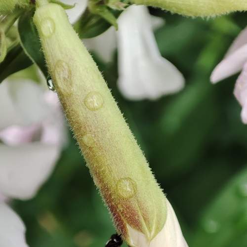 Photo #6570517