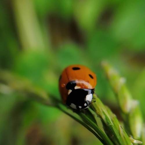 Photo #6570532