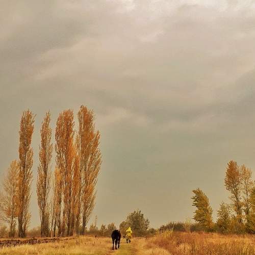 Red-yellow autumn