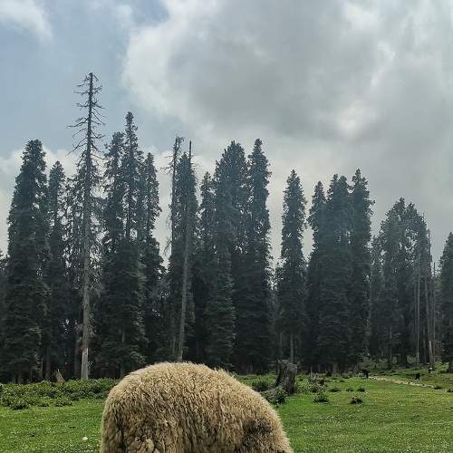 Photo #6573305