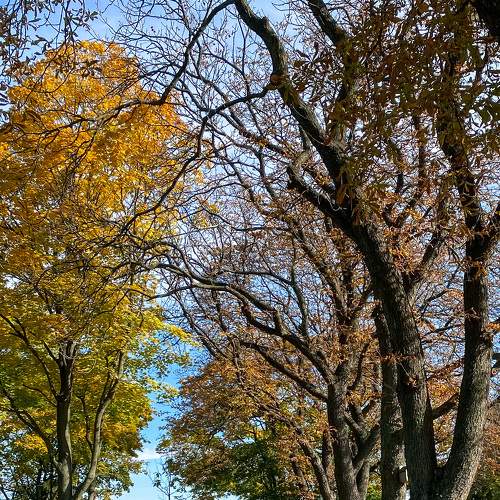 Trees
