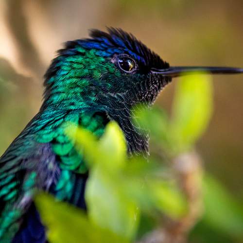 Violet-capped Woodnymph