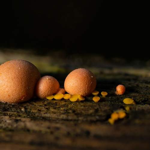 Photo #6578285