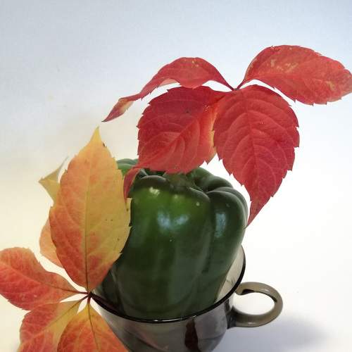 Photo #6579092