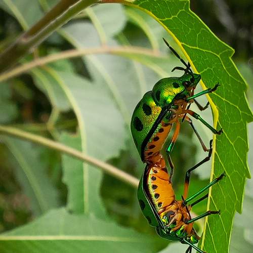 Green Glitter Beetle